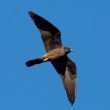 Les Faucons d&rsquo;Éléonore chasseraient les passereaux migrateurs à une hauteur moyenne de plus de 1 200 m