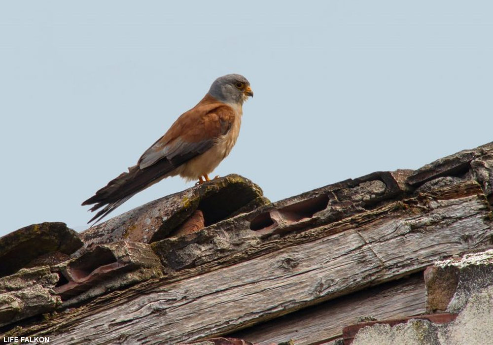 Les populations de Faucons crécerellettes et kobez semblent toujours en progression dans la plaine du Pô (Italie) en 2019