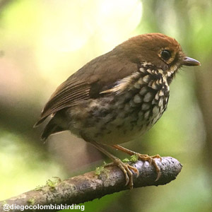 Découverte d’une probable nouvelle espèce d’oiseau du genre Grallaricula en Colombie