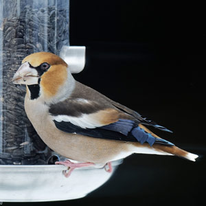 Quel est l&rsquo;aliment préféré des oiseaux visitant les mangeoires de Pologne ?