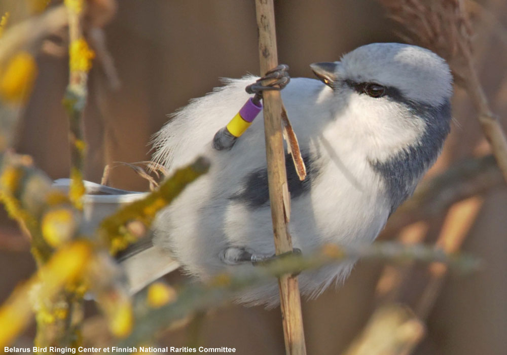 Une mystérieuse Mésange azurée baguée observée à Marseille (Bouches-du-Rhône) en avril 2020