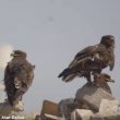 Près de 6 700 Aigles des steppes comptés dans deux décharges d&rsquo;Arabie saoudite en novembre 2019