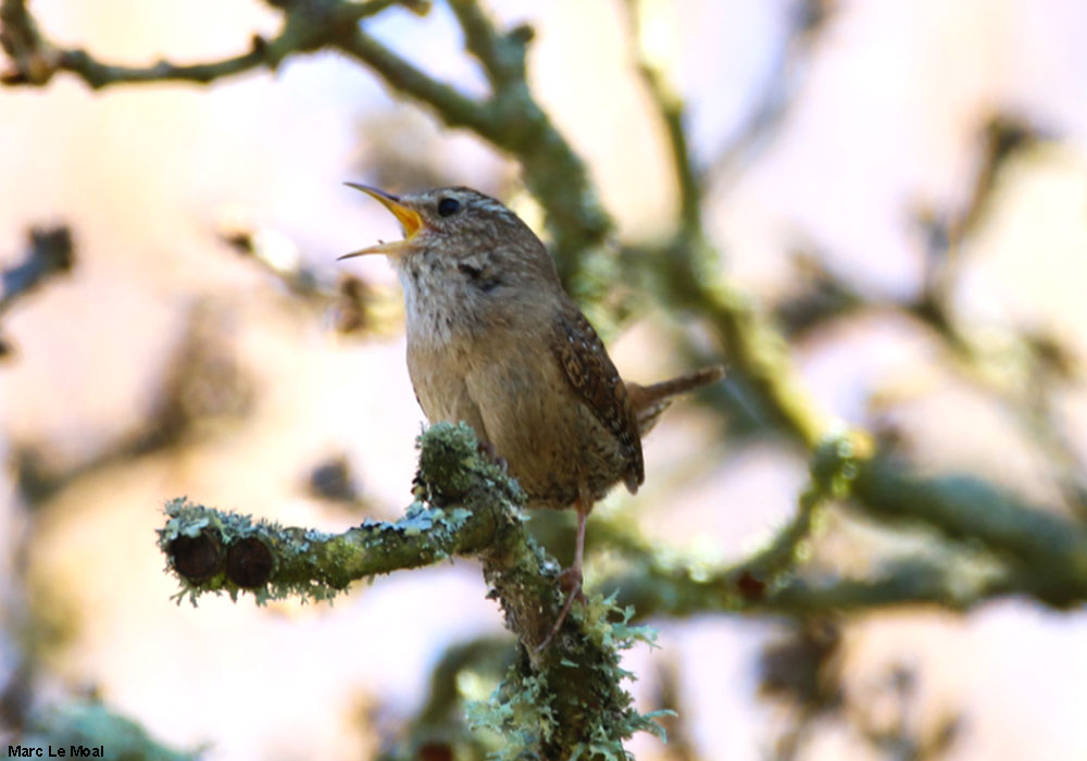 Troglodyte mignon (Troglodytes troglodytes)