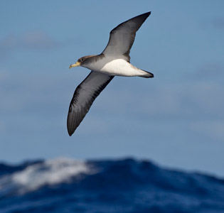Puffin boréal (Calonectris borealis)