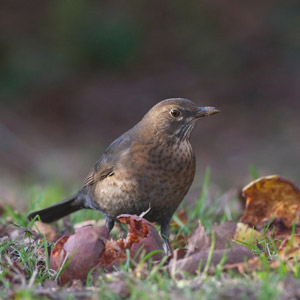 Merle noir (Turdus merula)