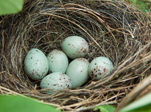 Nid et oeufs du Bouvreuil pivoine (Pyrrula pyrrhula)