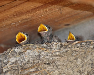 Nid occupé d'Hirondelles rustiques (Hirundo rustica)