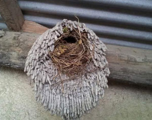 Nid dans une serpillère