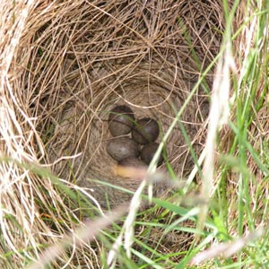 Identifier les nids et les œufs des oiseaux des champs et des prairies d’Europe