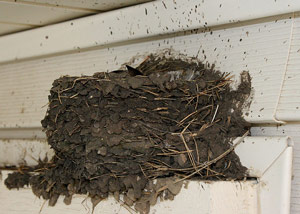 Nid de l'Hirondelle de cheminée (Hirundo rustica)