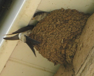 Nid de l'Hirondelle de fenêtre (Delichon urbicum)