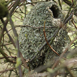 Nid de la Mésange à longue queue (Aegithalos caudatus)
