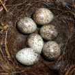 Identifier les nids et les oeufs des oiseaux des villes et des jardins