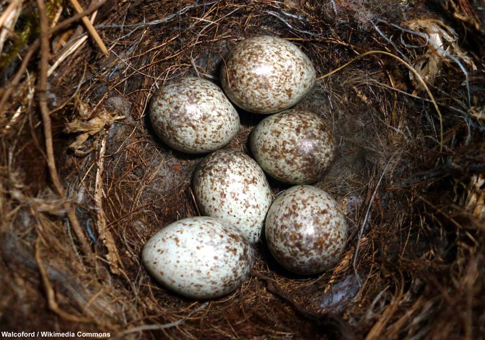 Identifier les nids et les oeufs des oiseaux des villes et des jardins