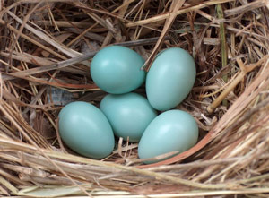 Nid et oeufs de l'Etourneau sansonnet (Stumus vulgaris)