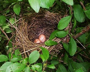 Nid et oeufs de Fauvette à tête noire (Sylvia atricapilla)