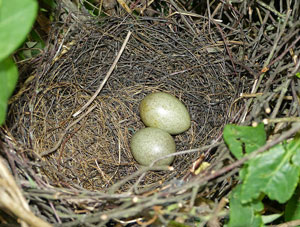 Nid et oeufs de Geai des chênes
