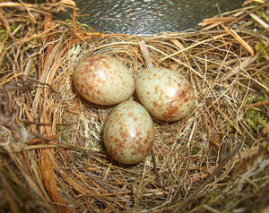 Nid et oeufs de Gobemouche gris (Muscicapa striata)