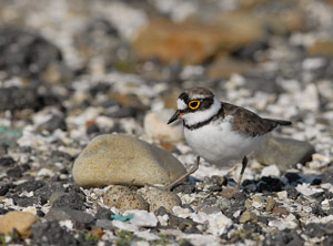 Nid et oeufs du Petit Gravelot (Charadrius dubius)