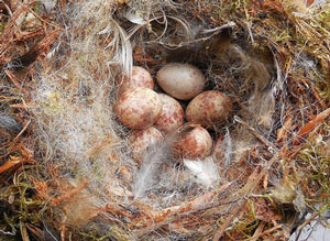 Nids et oeufs de Grimpereau des jardins (Certhia brachydactyla)