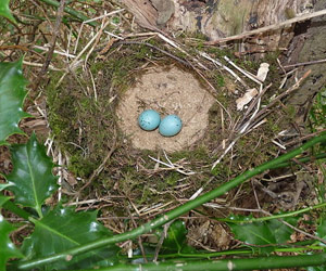 Nid et oeufs de Grive musicienne