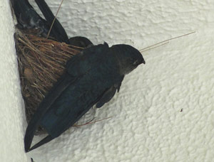 Nid de Martinet noir (Apus apus)