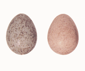 Deux variations possibles de la couleur et des motifs de l'oeuf du Merle noir