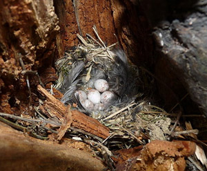 Nid et oeufs de Mésange bleue (Cyanistes caeruleus)
