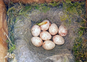Nids et oeufs de Mésange charbonnière (Parus major)