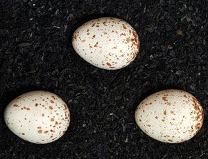 Oeufs de Mésange huppée (Lophophanes cristatus)