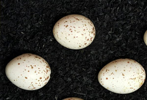 Oeufs de Mésange nonnette (Poecile palustris)