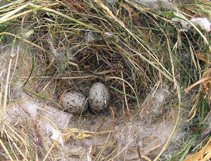 Nid et oeufs du Moineau domestique (Passer domesticus)