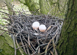 Identifier les nids et les oeufs des oiseaux des villes et des