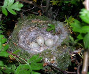 Pleins feux sur… les œufs et les nids d'oiseaux - Ministère des