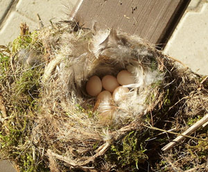 Nid et oeufs du Rougequeue noir (Phoenicurus ochruros)