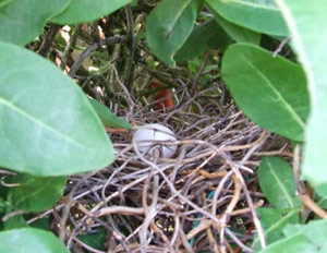 Nid et oeufs de Tourterelle turque (Streptopelia decaocto)
