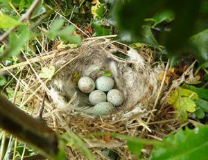 Nid et oeufs du Verdier d'Europe (Chloris chloris)