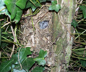 Nid et oeufs du Troglodyte mignon (Troglodytes troglodytes)