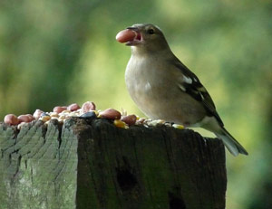 Pinson des arbres (Fringilla coelebs) mangeant des graines d'arachide 