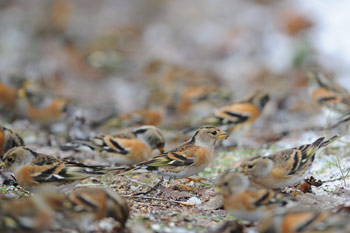 Pinsons du Nord (Fringilla montifringilla)