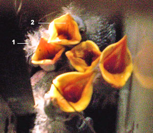 Oisillons d'Étourneau sansonnet (Sturnus vulgaris)