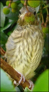 Jeune Verdier d'Europe (Chloris chloris)