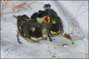 Jeunes Mésanges charbonnières (Parus major)