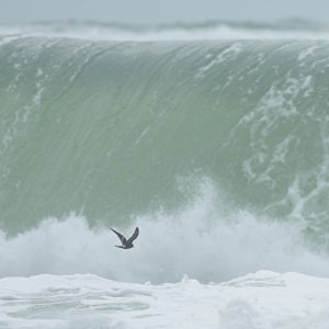 Les tempêtes et les arrivées d’Océanites culblanc sur les côtes