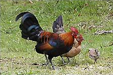 Coq bankiva (Gallus gallus)
