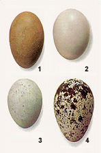 Différentes formes de l'oeuf