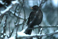 Merle noir (Turdus merula)