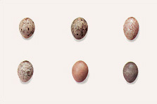 Oeufs de pipits (Anthus sp)