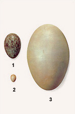 Taille des œufs