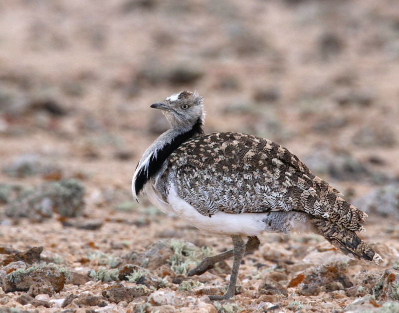 Outarde houbara sur Fuerteventura